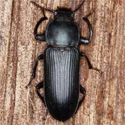 Tenebrio opacus (16–18 mm)