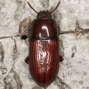 Uloma culinaris (10–11.5 mm)