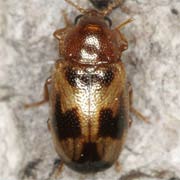 Tetratoma ancora (3–3.5 mm)