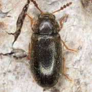 Tetratoma desmarestii (3.5–4.2 mm)