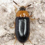 Tetratoma fungorum (4–4.5 mm)