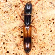 Nemosoma elongatum (4–6 mm)