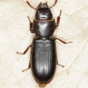 Tenebroides mauritanicus (6–11 mm)