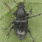 Urodon conformis (2–2.8 mm)