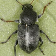 Urodon suturalis (2–3 mm)