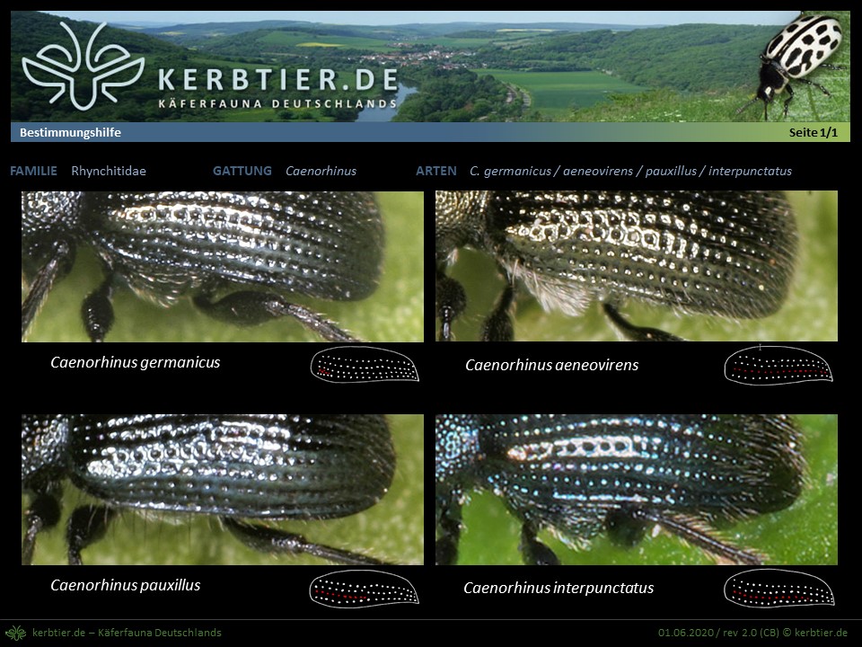 Schautafel Caenorhinus