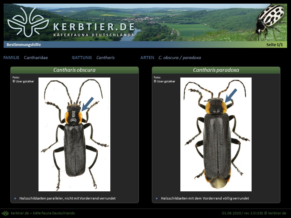 Schautafel Cantharis