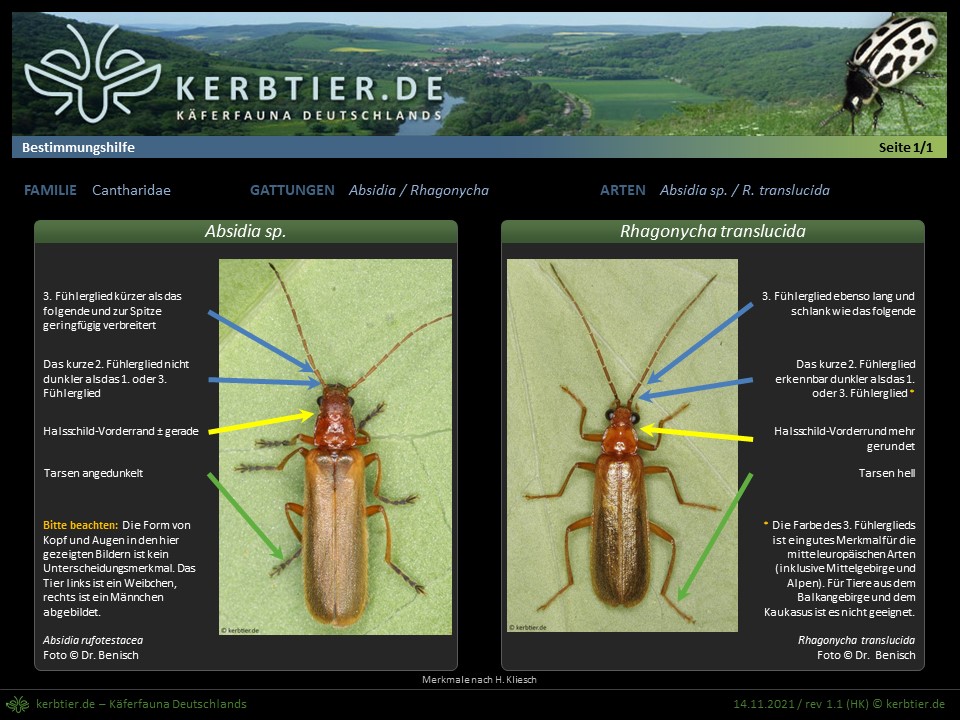 Schautafel Rhagonycha