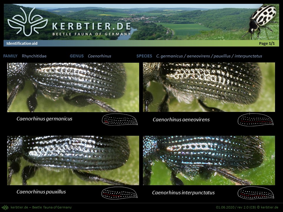 Chart Caenorhinus