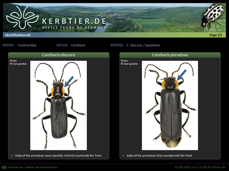 Chart Cantharis