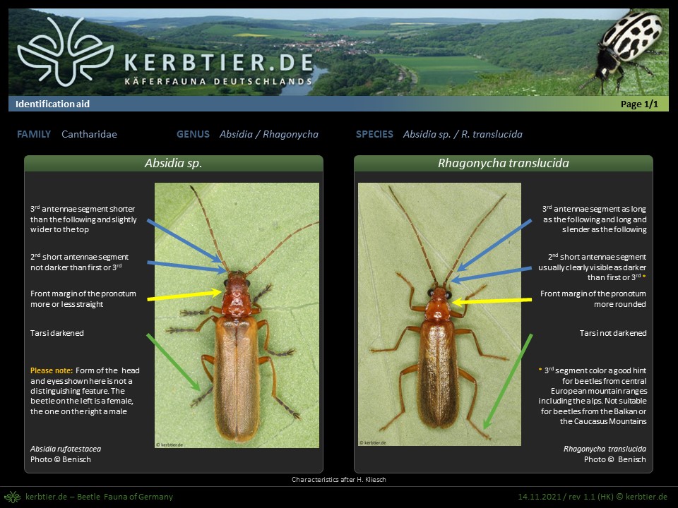 Chart Rhagonycha