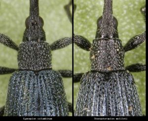 Photo comparison 14ca2c2ff6