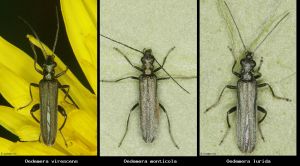 Photo comparison 61c0c2a4bf