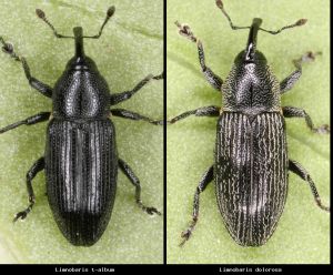 Photo comparison c15ee7adb6