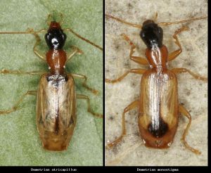 Photo comparison ccd165f8aa