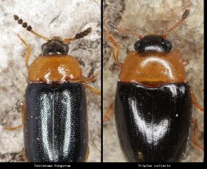 Photo comparison d136ab67ba