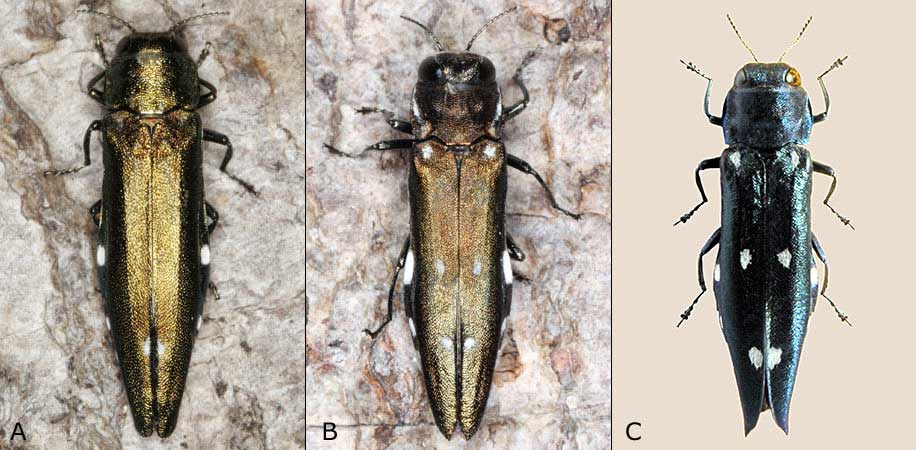 Agrilus biguttatus, A. ater and A. guerini