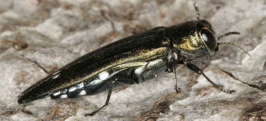 Agrilus biguttatus