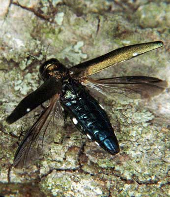 Agrilus biguttatatus auffliegend