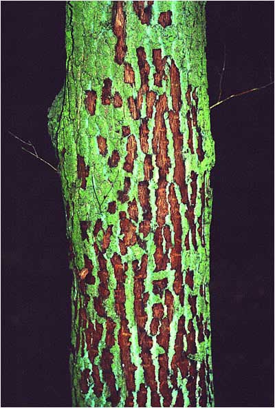 Agrilus-infested oak, with marks of the woodpecker