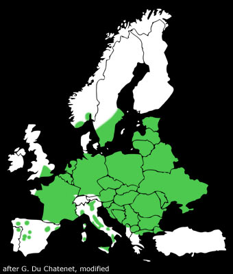 Agrilus biguttatus distribution Europe