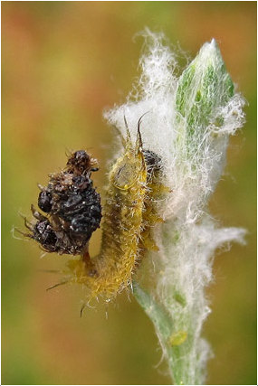 halbwüchsige Larve von Cassida seladonia