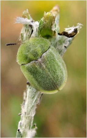 First discovery of an adult Cassida seladonia