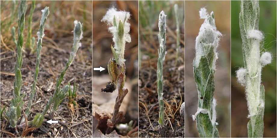 Fraßspuren von Cassida seladonia an Filago minima