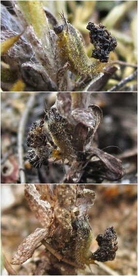 Camouflage of a young larva of Cassida seladonia