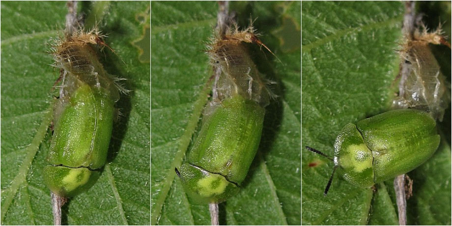 Hatching of the adult beetle