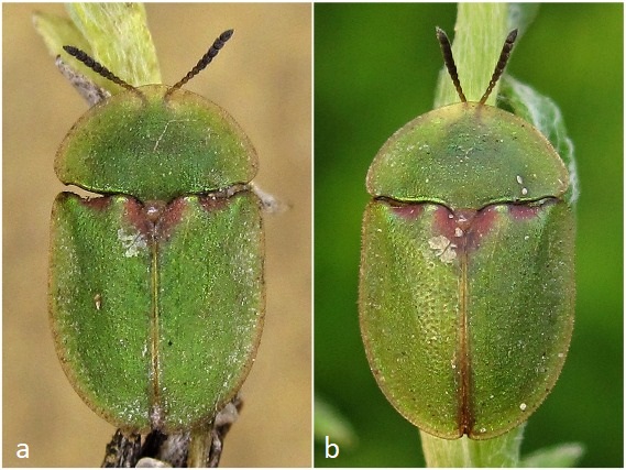 Ältere Cassida seladonia