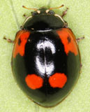 Adalia bipunctata