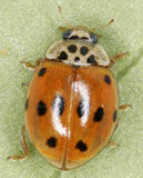 Adalia decempunctata