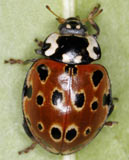 Anatis ocellata