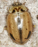 Aphidecta obliterata