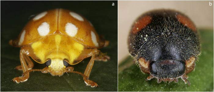 Pubescence in ladybirds