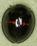 Chilocorus bipustulatus