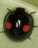 Chilocorus renipustulatus