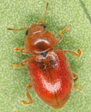 Coccidula rufa