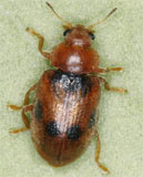 Coccidula scutellata