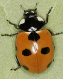 Coccinella magnifica