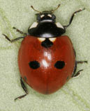 Coccinella quinquepunctata