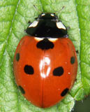 Coccinella septempunctata