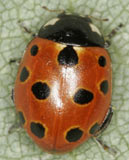 Coccinella undecimpunctata