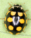 Coccinula quatuordecimpustulata