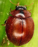 Cynegetis impunctata