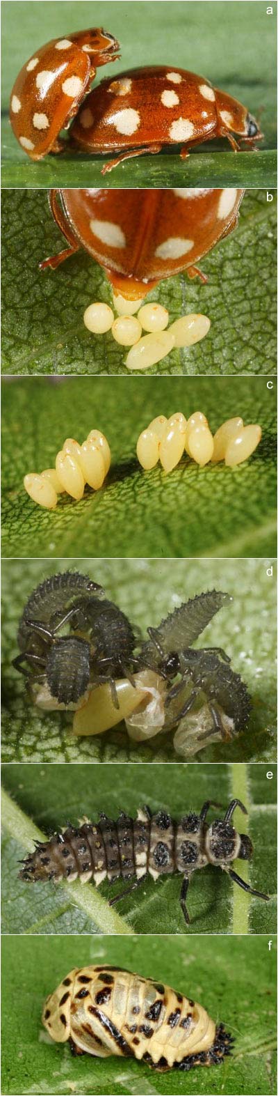 Calvia quatuordecimguttata, Entwicklungsstadien