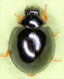 Exochomus nigromaculatus