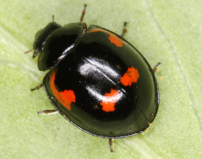 The ladybirds (Coccinellidae) of Germany - kerbtier.de