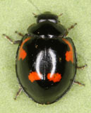 Exochomus quadripustulatus